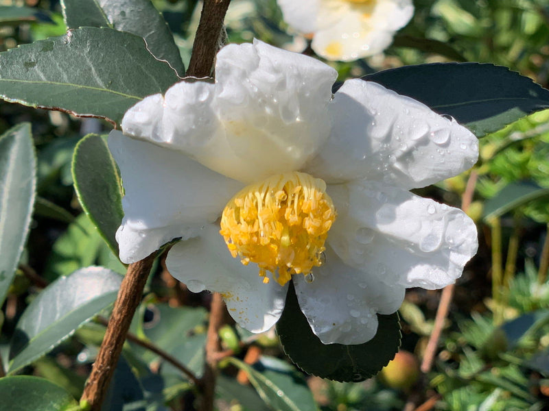 - Camellia oleifera 'Lu Shan Snow' Cold Hardy Zone 6 White Flowering Camellia - Mr Maple │ Buy Japanese Maple Trees