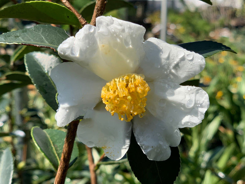- Camellia oleifera 'Lu Shan Snow' Cold Hardy Zone 6 White Flowering Camellia - Mr Maple │ Buy Japanese Maple Trees