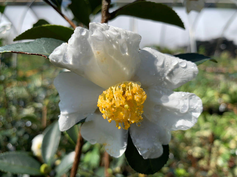 - Camellia oleifera 'Lu Shan Snow' Cold Hardy Zone 6 White Flowering Camellia - Mr Maple │ Buy Japanese Maple Trees