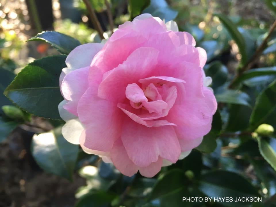Buy Camellia sansanqua 'Dream Weaver' Pink Flowering Camellia — Mr