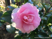 - Camellia sansanqua 'Dream Weaver' Pink Flowering Camellia - Mr Maple │ Buy Japanese Maple Trees