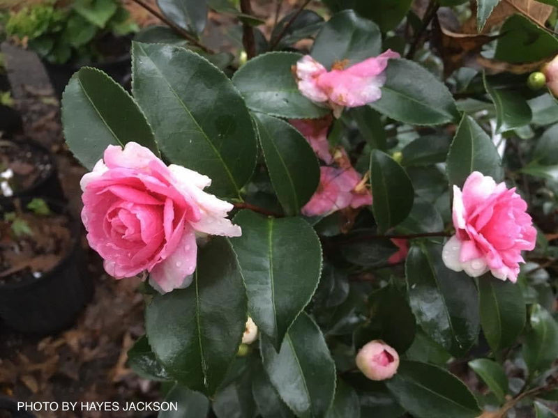 - Camellia sansanqua 'Dream Weaver' Pink Flowering Camellia - Mr Maple │ Buy Japanese Maple Trees