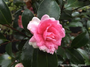 - Camellia sansanqua 'Dream Weaver' Pink Flowering Camellia - Mr Maple │ Buy Japanese Maple Trees