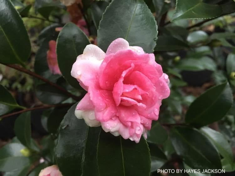 - Camellia sansanqua 'Dream Weaver' Pink Flowering Camellia - Mr Maple │ Buy Japanese Maple Trees