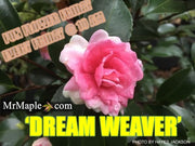 - Camellia sansanqua 'Dream Weaver' Pink Flowering Camellia - Mr Maple │ Buy Japanese Maple Trees