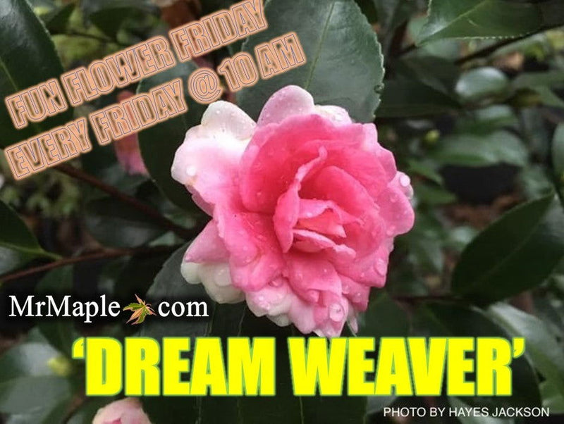 - Camellia sansanqua 'Dream Weaver' Pink Flowering Camellia - Mr Maple │ Buy Japanese Maple Trees