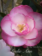 - Camellia sansanqua 'Leslie Ann' Pink Flowering Camellia - Mr Maple │ Buy Japanese Maple Trees