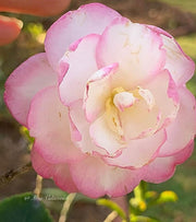 - Camellia sansanqua 'Leslie Ann' Pink Flowering Camellia - Mr Maple │ Buy Japanese Maple Trees