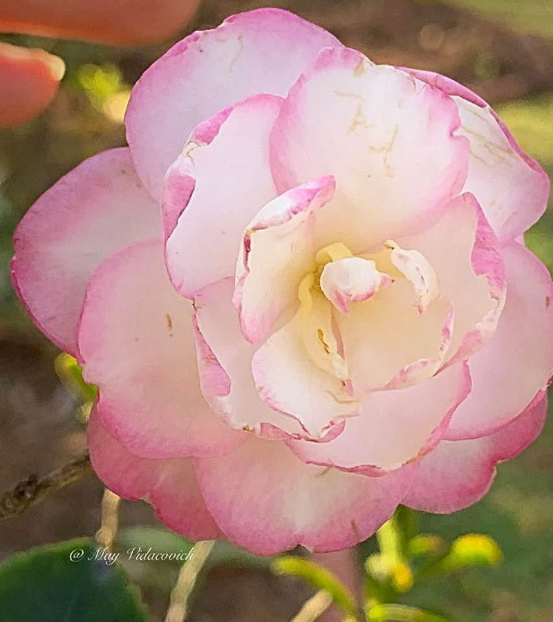 - Camellia sansanqua 'Leslie Ann' Pink Flowering Camellia - Mr Maple │ Buy Japanese Maple Trees