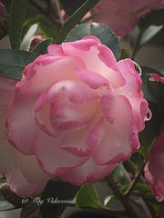 - Camellia sansanqua 'Leslie Ann' Pink Flowering Camellia - Mr Maple │ Buy Japanese Maple Trees