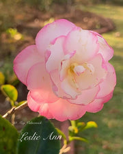 - Camellia sansanqua 'Leslie Ann' Pink Flowering Camellia - Mr Maple │ Buy Japanese Maple Trees