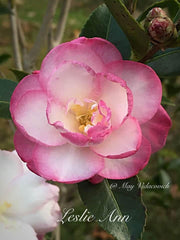 - Camellia sansanqua 'Leslie Ann' Pink Flowering Camellia - Mr Maple │ Buy Japanese Maple Trees