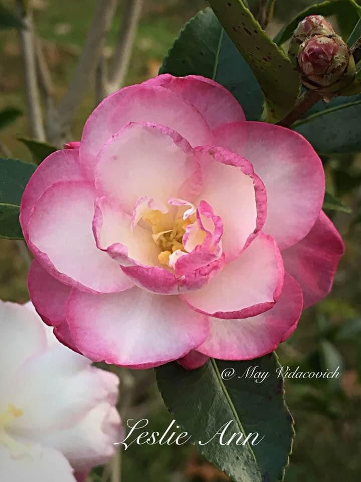 - Camellia sansanqua 'Leslie Ann' Pink Flowering Camellia - Mr Maple │ Buy Japanese Maple Trees