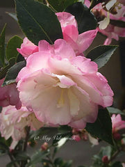 - Camellia sansanqua 'Leslie Ann' Pink Flowering Camellia - Mr Maple │ Buy Japanese Maple Trees