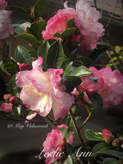 - Camellia sansanqua 'Leslie Ann' Pink Flowering Camellia - Mr Maple │ Buy Japanese Maple Trees