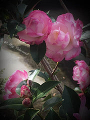 - Camellia sansanqua 'Leslie Ann' Pink Flowering Camellia - Mr Maple │ Buy Japanese Maple Trees
