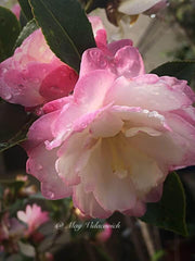 - Camellia sansanqua 'Leslie Ann' Pink Flowering Camellia - Mr Maple │ Buy Japanese Maple Trees