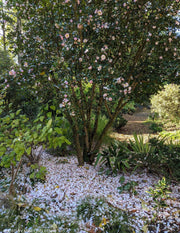 - Camellia sansanqua 'Leslie Ann' Pink Flowering Camellia - Mr Maple │ Buy Japanese Maple Trees