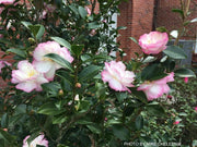 - Camellia sansanqua 'Leslie Ann' Pink Flowering Camellia - Mr Maple │ Buy Japanese Maple Trees