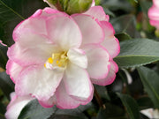 - Camellia sansanqua 'Leslie Ann' Pink Flowering Camellia - Mr Maple │ Buy Japanese Maple Trees