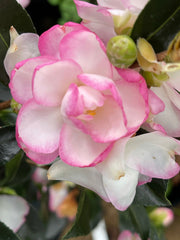 - Camellia sansanqua 'Leslie Ann' Pink Flowering Camellia - Mr Maple │ Buy Japanese Maple Trees