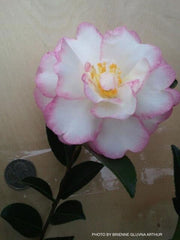 - Camellia sansanqua 'Moonshadow' Pink Flowering Camellia - Mr Maple │ Buy Japanese Maple Trees