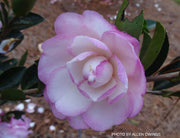 - Camellia sansanqua 'Moonshadow' Pink Flowering Camellia - Mr Maple │ Buy Japanese Maple Trees