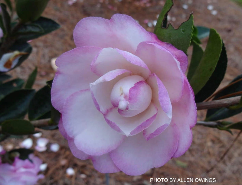 - Camellia sansanqua 'Moonshadow' Pink Flowering Camellia - Mr Maple │ Buy Japanese Maple Trees