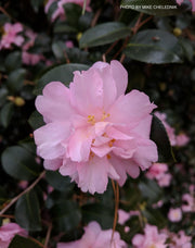 - Camellia sansanqua 'Pink Snow' Double Flowering Camellia - Mr Maple │ Buy Japanese Maple Trees