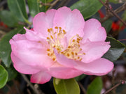 - Camellia sansanqua 'Pink Snow' Double Flowering Camellia - Mr Maple │ Buy Japanese Maple Trees