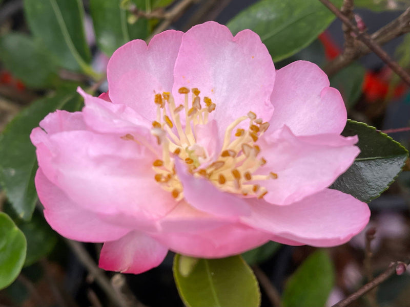 - Camellia sansanqua 'Pink Snow' Double Flowering Camellia - Mr Maple │ Buy Japanese Maple Trees