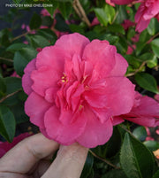 - Camellia sasanqua 'Alabama Beauty' Red Flowering Camellia - Mr Maple │ Buy Japanese Maple Trees