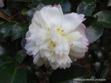 - Camellia sasanqua 'Asakura' Pink Flowering Camellia - Mr Maple │ Buy Japanese Maple Trees
