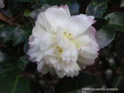 - Camellia sasanqua 'Asakura' Pink Flowering Camellia - Mr Maple │ Buy Japanese Maple Trees