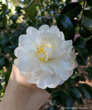 - Camellia sasanqua 'Asakura' Pink Flowering Camellia - Mr Maple │ Buy Japanese Maple Trees