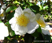 - Camellia sasanqua 'Daydream Believer' White Flowering Camellia - Mr Maple │ Buy Japanese Maple Trees