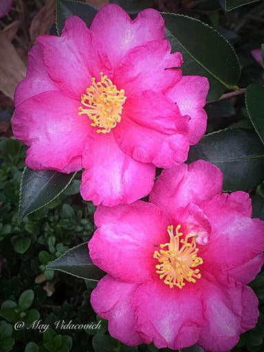 - Camellia sasanqua 'Kanjiro' Pink Flowering Camellia - Mr Maple │ Buy Japanese Maple Trees