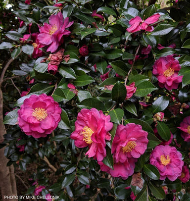 - Camellia sasanqua 'Kanjiro' Pink Flowering Camellia - Mr Maple │ Buy Japanese Maple Trees