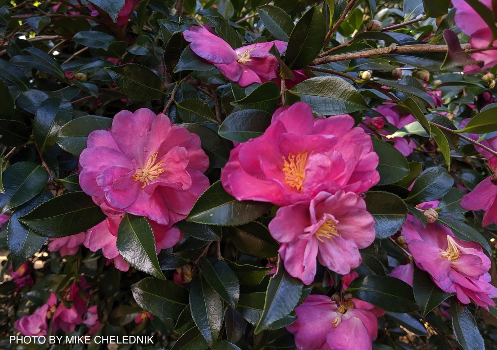Buy Camellia Sasanqua Kanjiro Pink Semi Double Flowering Camellia buy-camellia-sasanqua-kanjiro-pink-semi-double-flowering-camellia