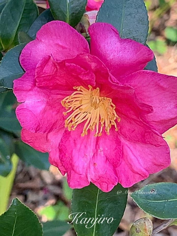 Buy Camellia sasanqua 'Kanjiro' Pink Semi-Double Flowering