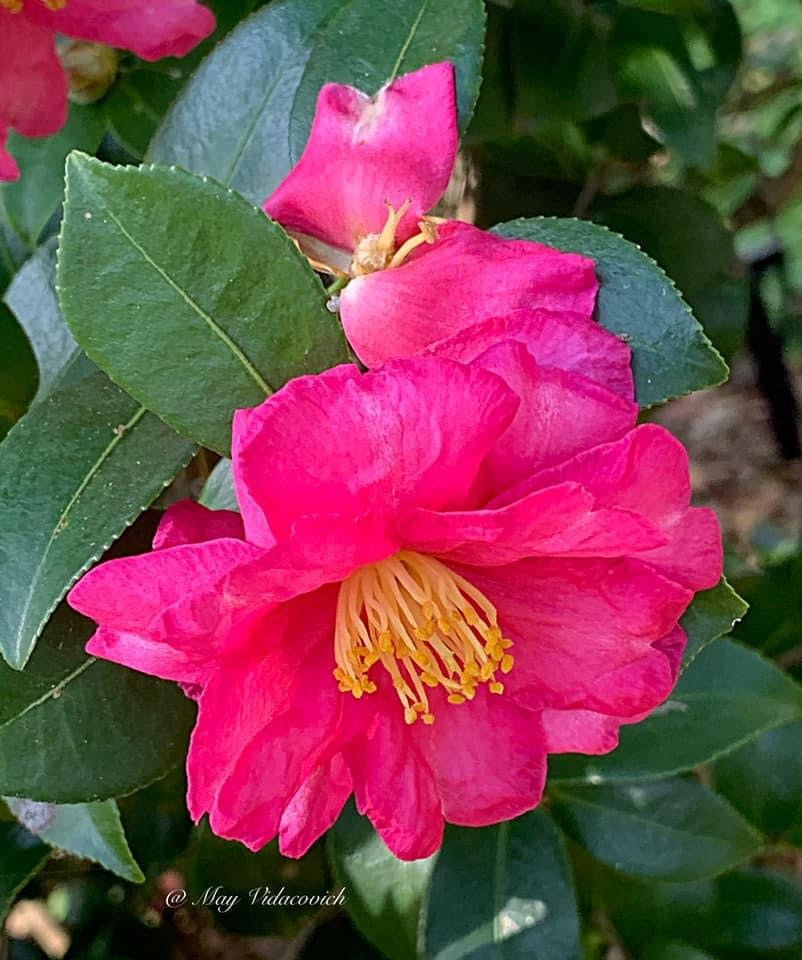 Buy Camellia sasanqua 'Kanjiro' Pink Semi-Double Flowering