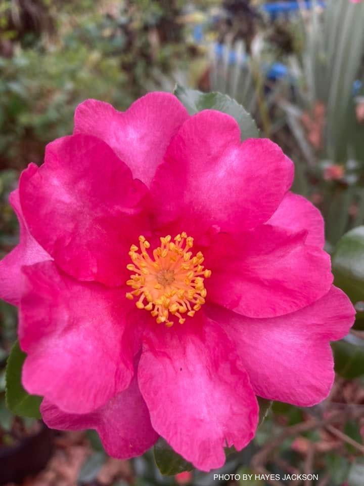 Buy Camellia sasanqua 'Kanjiro' Pink Semi-Double Flowering