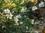 - Camellia sasanqua 'Northern Exposure' White Flowering Camellia - Mr Maple │ Buy Japanese Maple Trees