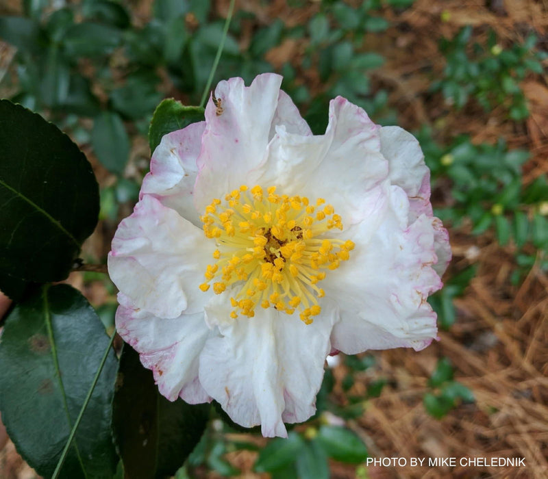 - Camellia sasanqua 'Northern Lights' White Flowering Camellia - Mr Maple │ Buy Japanese Maple Trees
