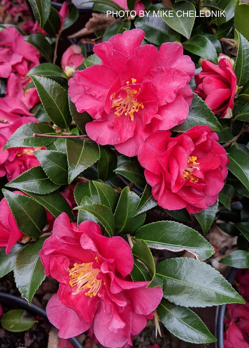 - Camellia sasanqua October Magic® Ruby™ Red Flowering Camellia - Mr Maple │ Buy Japanese Maple Trees