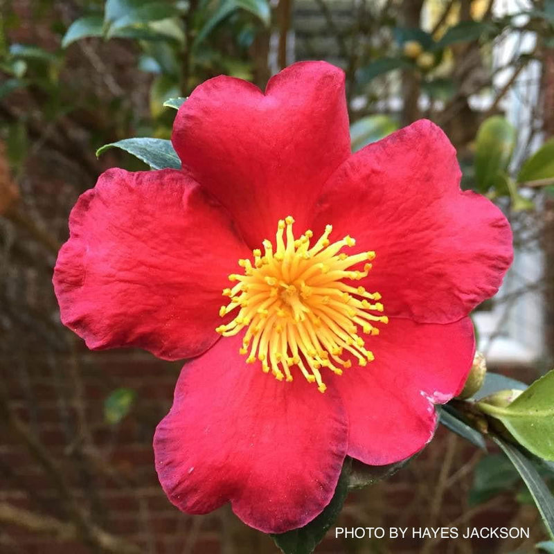 - Camellia sasanqua 'Yuletide' Red Flowering Camellia - Mr Maple │ Buy Japanese Maple Trees