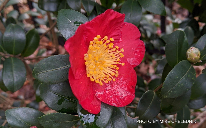 - Camellia sasanqua 'Yuletide' Red Flowering Camellia - Mr Maple │ Buy Japanese Maple Trees