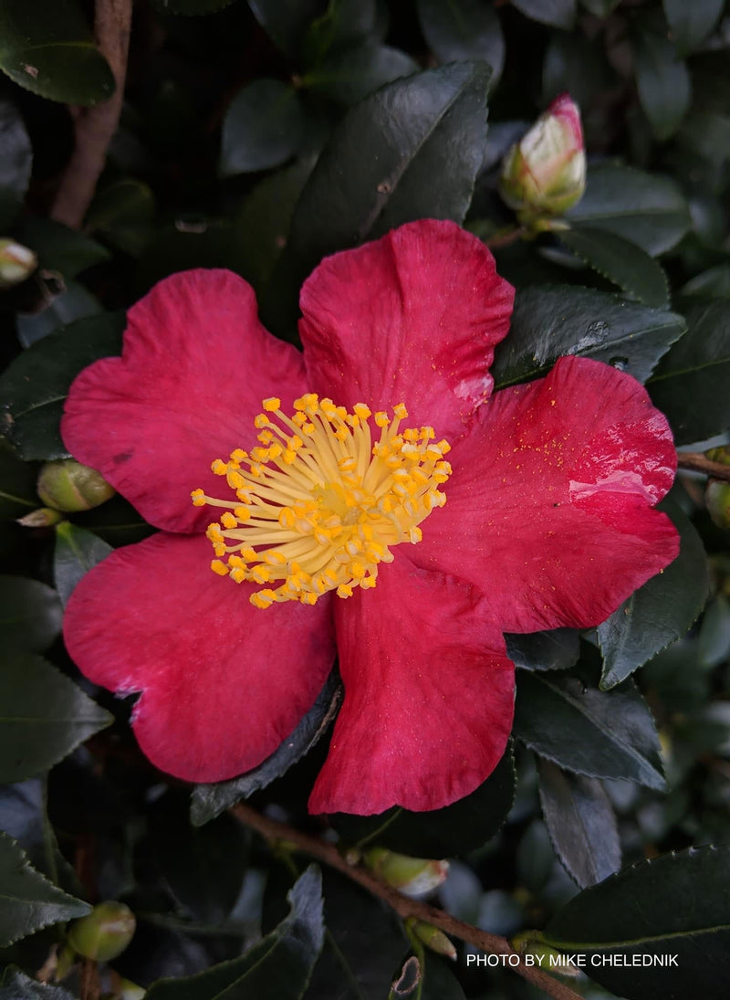 - Camellia sasanqua 'Yuletide' Red Flowering Camellia - Mr Maple │ Buy Japanese Maple Trees