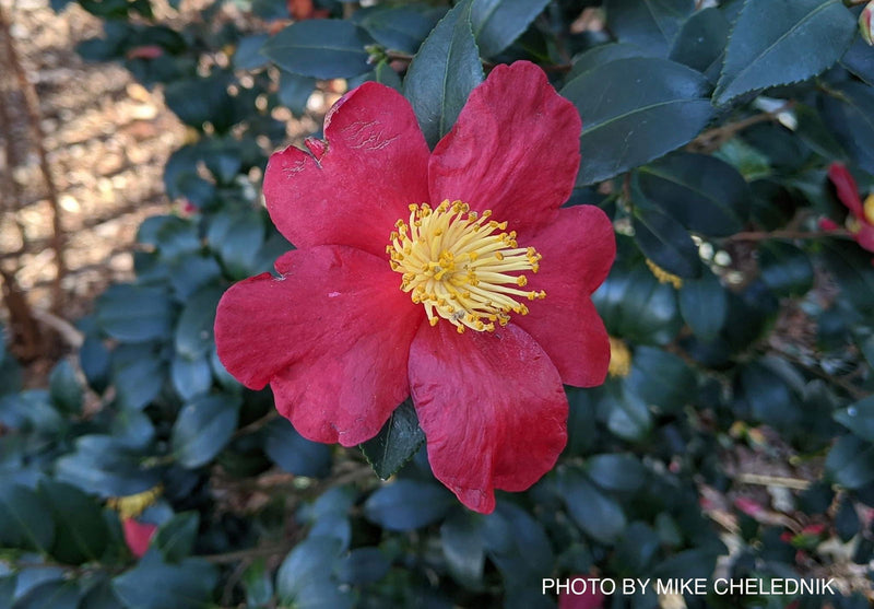 - Camellia sasanqua 'Yuletide' Red Flowering Camellia - Mr Maple │ Buy Japanese Maple Trees