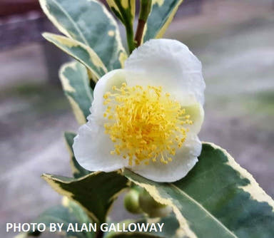 - Camellia sinensis 'Fuiri' White Flowering Tea Camellia - Mr Maple │ Buy Japanese Maple Trees